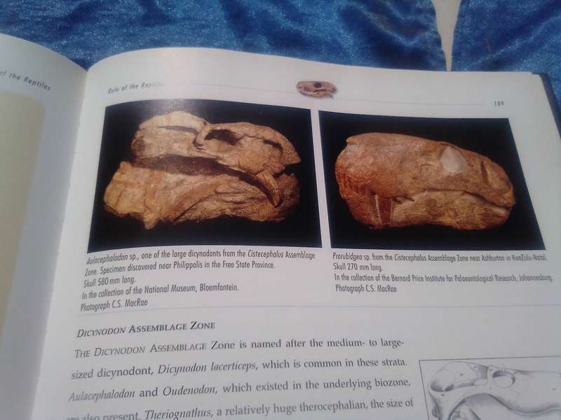 "Life Etched in Stone"  Fossils in South Africa.  Hard cover.
