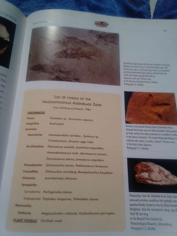 "Life Etched in Stone"  Fossils in South Africa.  Hard cover.