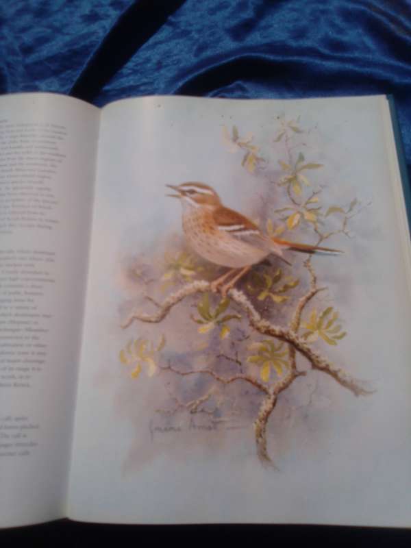 "Robins of Africa"  Hard cover.