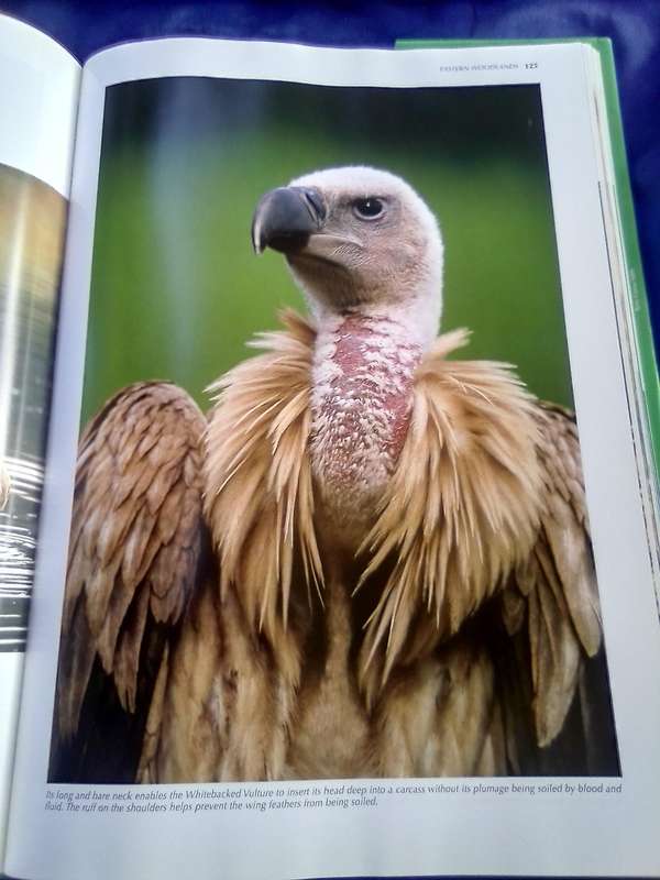 "Southern African Birds"  Reader's Digest Spectacular World of  Hard cover.