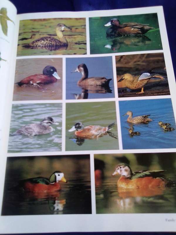 "Southern African Birds"   A Photographic Guide.