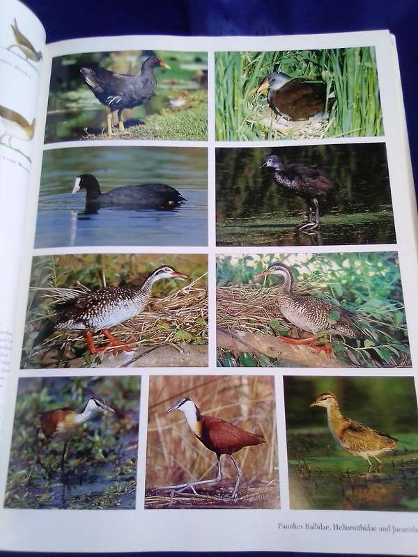 "Southern African Birds"   A Photographic Guide.