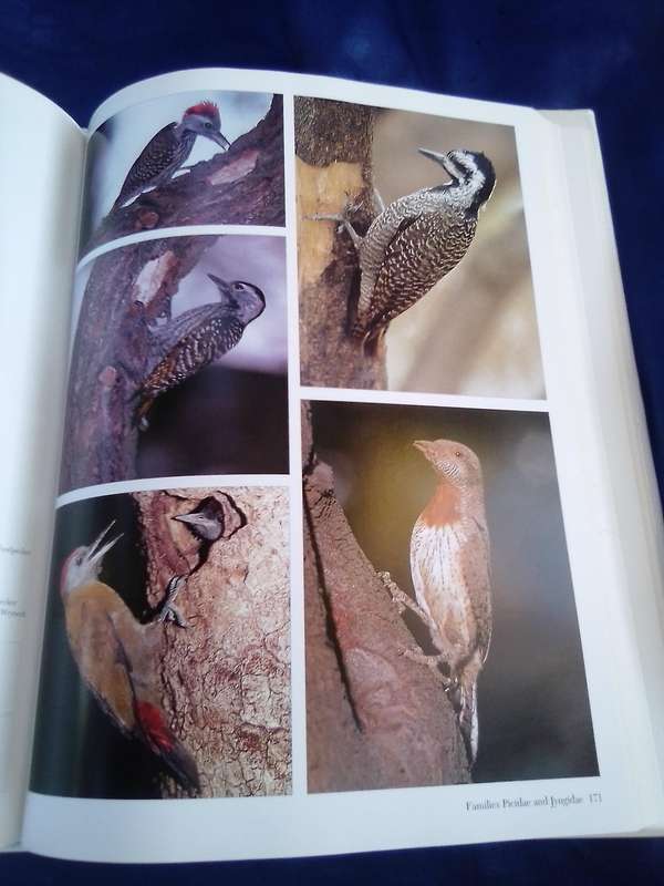 "Southern African Birds"   A Photographic Guide.