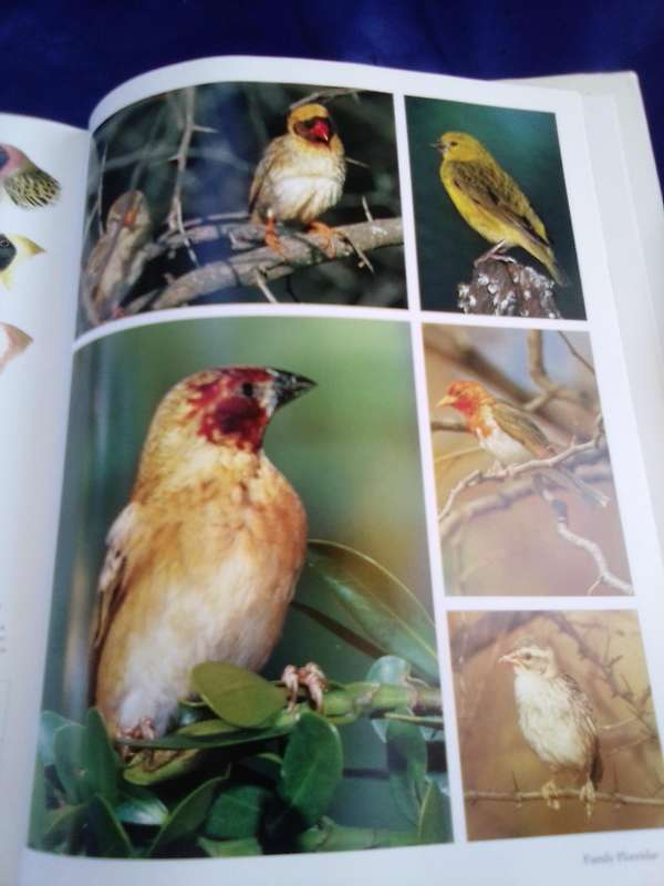 "Southern African Birds"   A Photographic Guide.