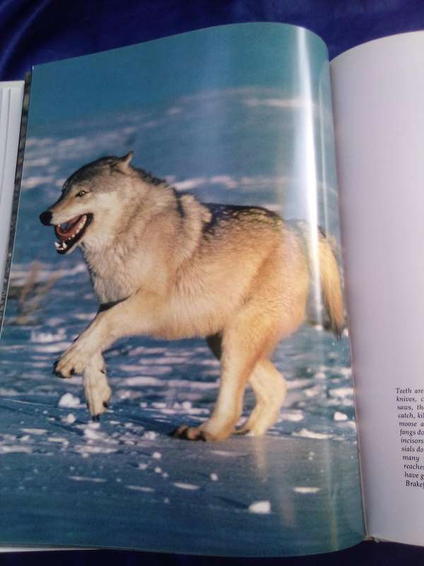 "The Way of the Fox" Hard cover.