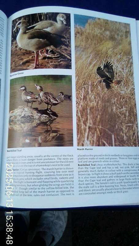 "Everyone's Guide to South African Birds"  Hard cover.