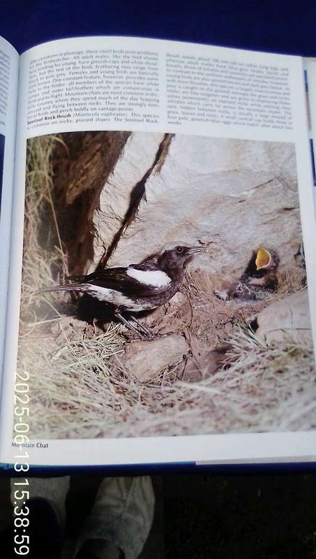 "Everyone's Guide to South African Birds"  Hard cover.