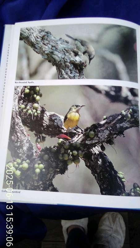 "Everyone's Guide to South African Birds"  Hard cover.