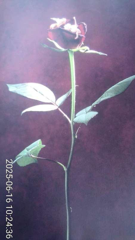 "Down in the Garden"  Añne Geddes.  Hard cover.
