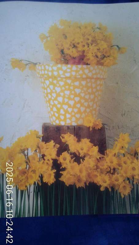 "Down in the Garden"  Añne Geddes.  Hard cover.