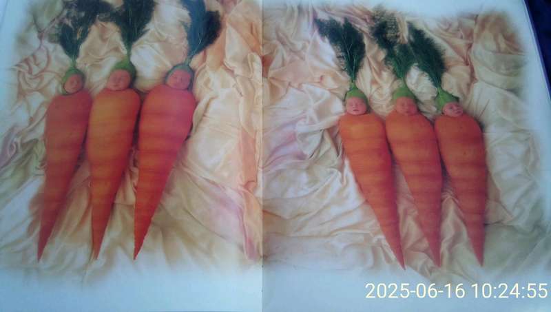 "Down in the Garden"  Añne Geddes.  Hard cover.