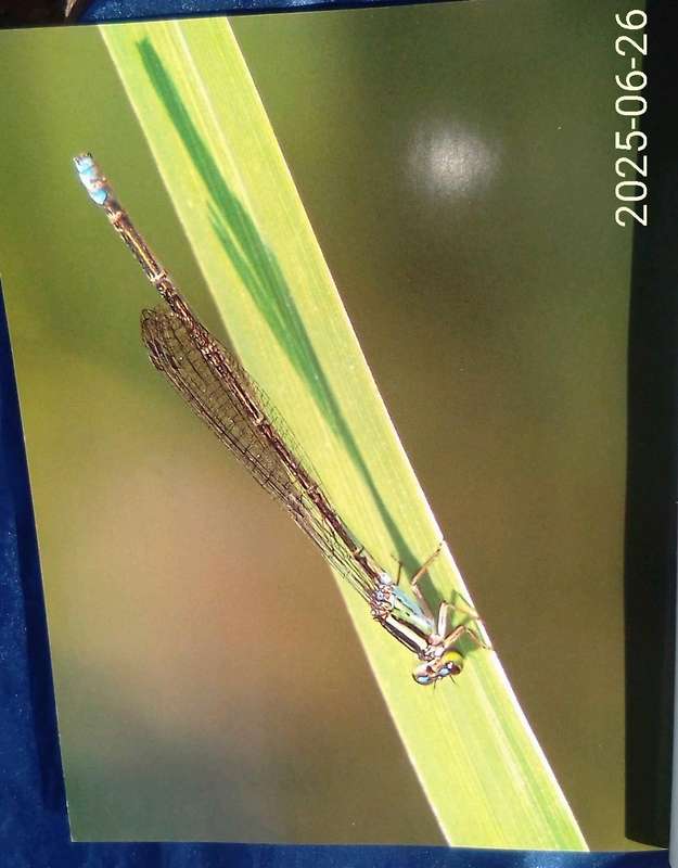 " Attracting Wildlife to your Garden"  Soft cover..