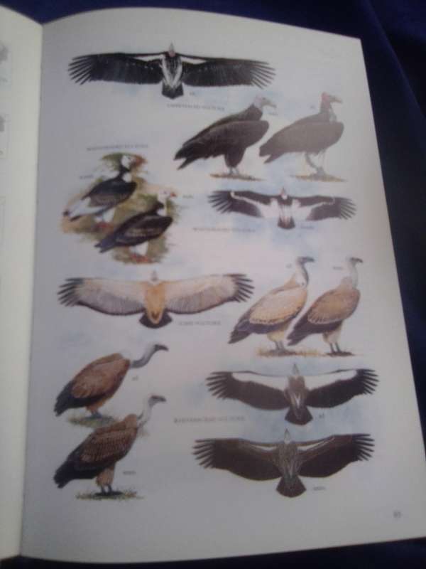 "Sasol Birds of South Africa"  Hard cover.