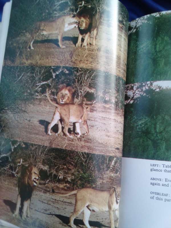 `The White Lions of Timbavati`  Chris McBride.  Hard cover.