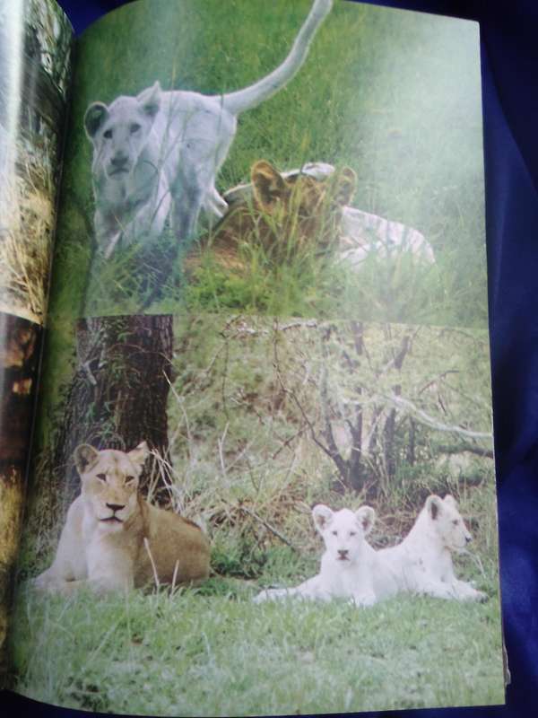 `The White Lions of Timbavati`  Chris McBride.  Hard cover.