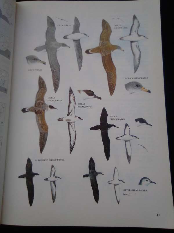 "Sasol Birds of South Africa" soft cover.
