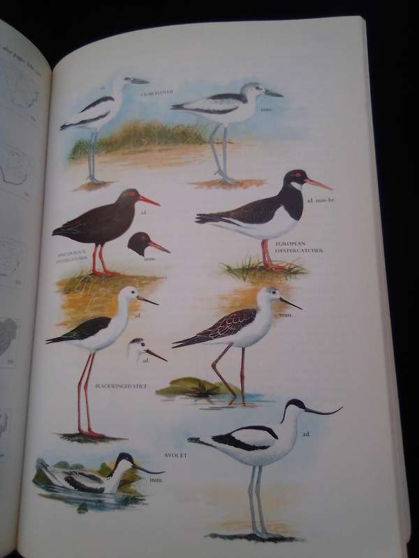 "Sasol Birds of South Africa" soft cover.
