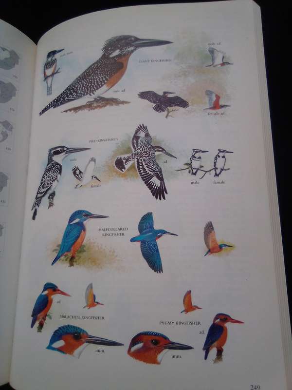 "Sasol Birds of South Africa" soft cover.
