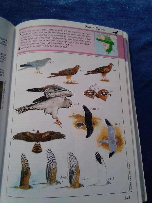 "Sasol Birds of Prey" soft cover.