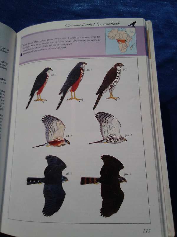 "Sasol Birds of Prey" soft cover.