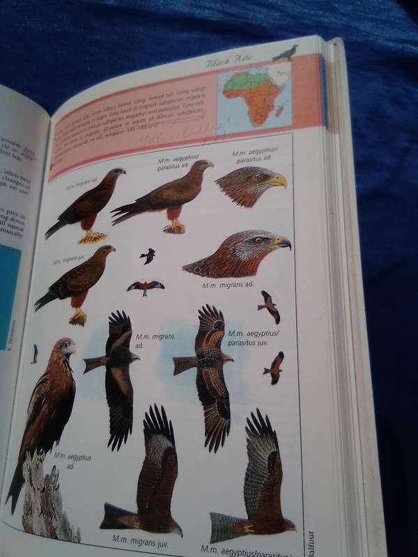 "Sasol Birds of Prey" soft cover.