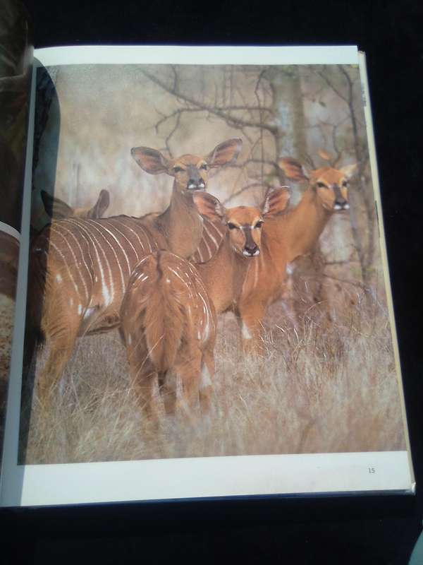 "South African Animals in the Wild"  Anthony Banister.  Hard cover.