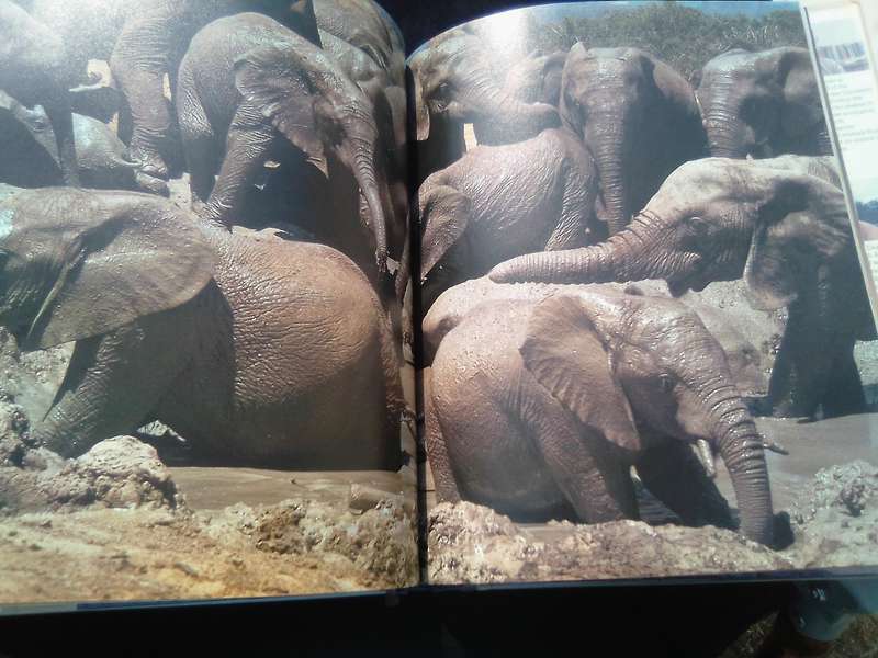 "South African Animals in the Wild"  Anthony Banister.  Hard cover.