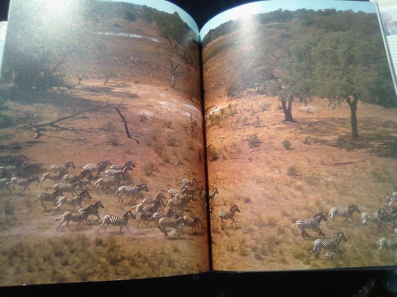 "South African Animals in the Wild"  Anthony Banister.  Hard cover.