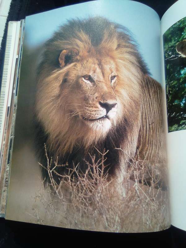 "South African Animals in the Wild"  Anthony Banister.  Hard cover.