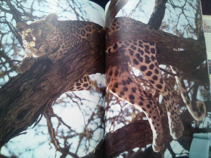 "South African Animals in the Wild"  Anthony Banister.  Hard cover.