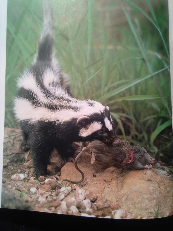"South African Animals in the Wild"  Anthony Banister.  Hard cover.