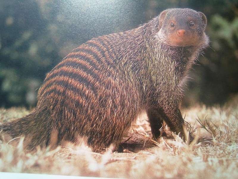 "South African Animals in the Wild"  Anthony Banister.  Hard cover.