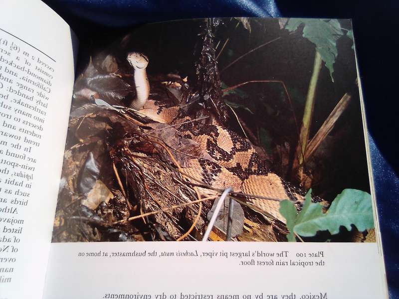 "Snakes of the World'. Soft cover.