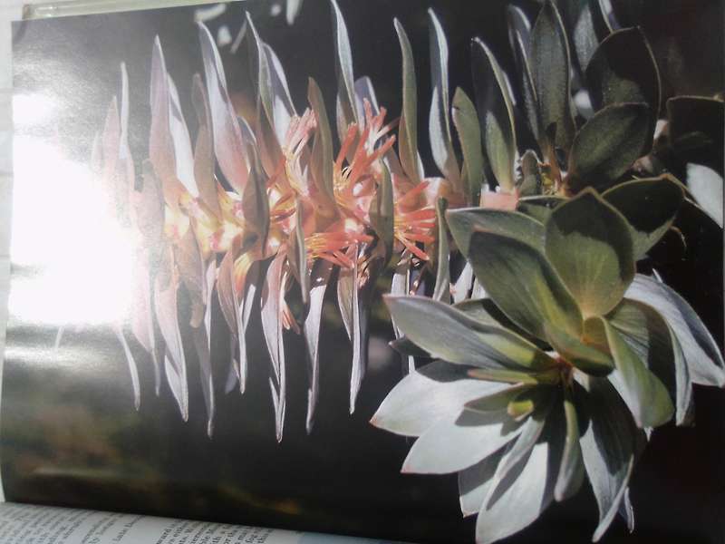 "South Africa's Proteaceae" Hard  cover.