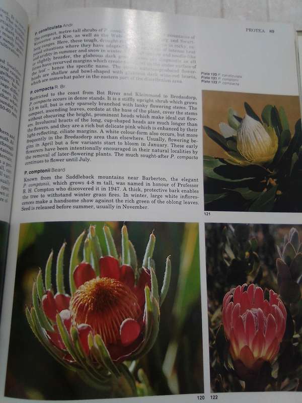 "South Africa's Proteaceae" Hard  cover.