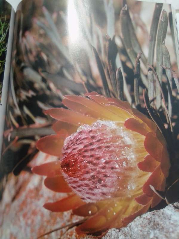 "South Africa's Proteaceae" Hard  cover.