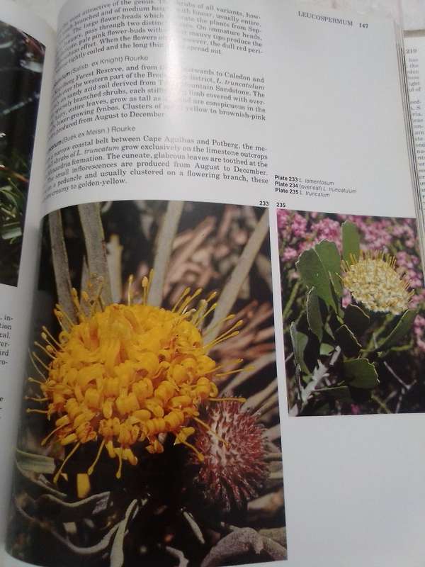 "South Africa's Proteaceae" Hard  cover.