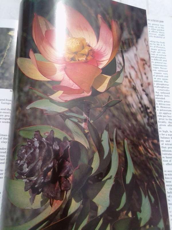 "South Africa's Proteaceae" Hard  cover.