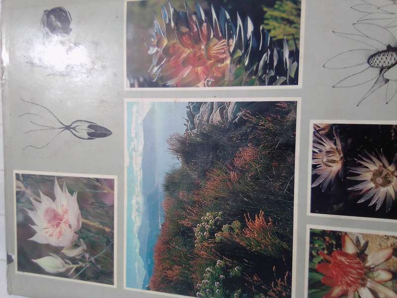 "South Africa's Proteaceae" Hard  cover.