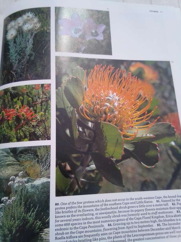 "South Africa's Proteaceae" Hard  cover.