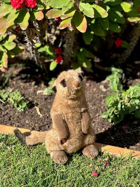 Meerkat Plush Toy