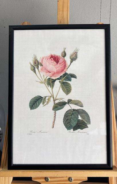 Botanical Framed Prints