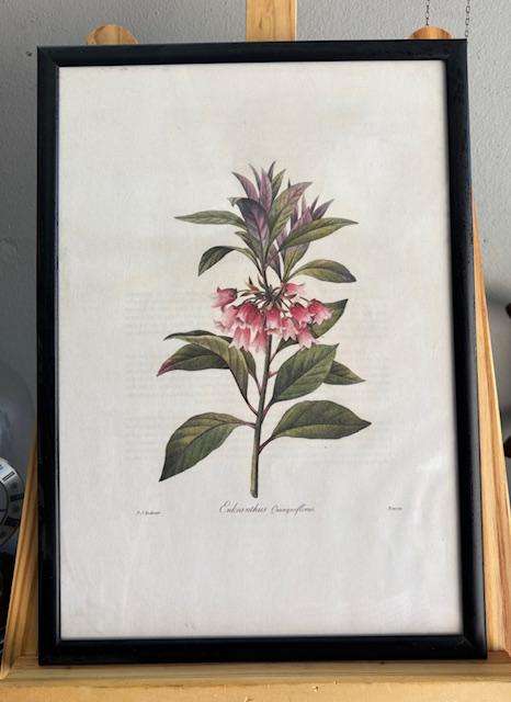 Botanical Framed Prints