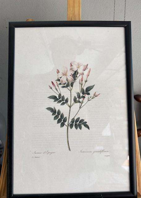 Botanical Framed Prints