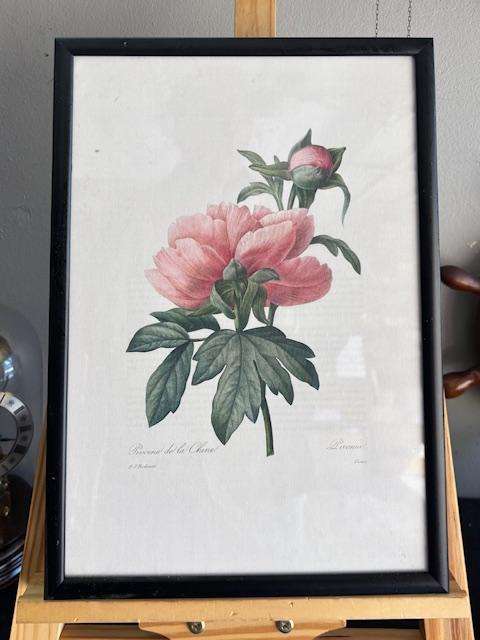 Botanical Framed Prints