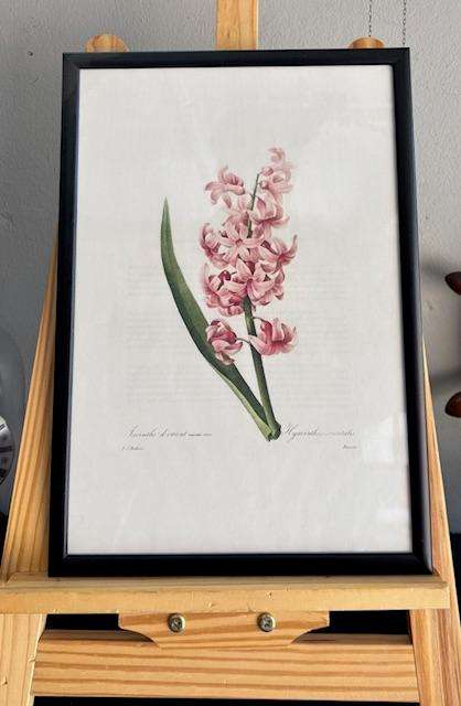 Botanical Framed Prints