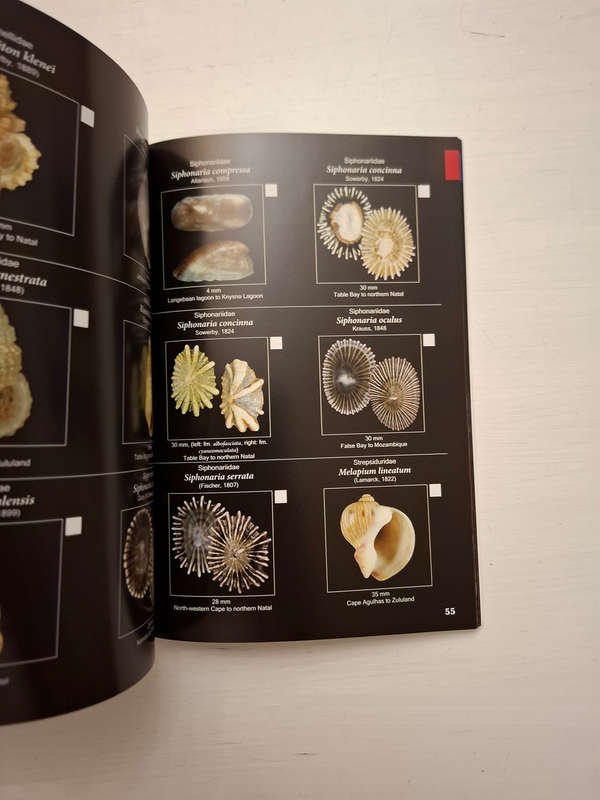 Field Guide to South African Seashells: Cape Region