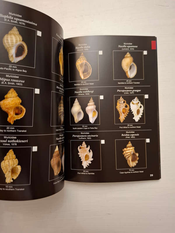 Field Guide to South African Seashells: Cape Region