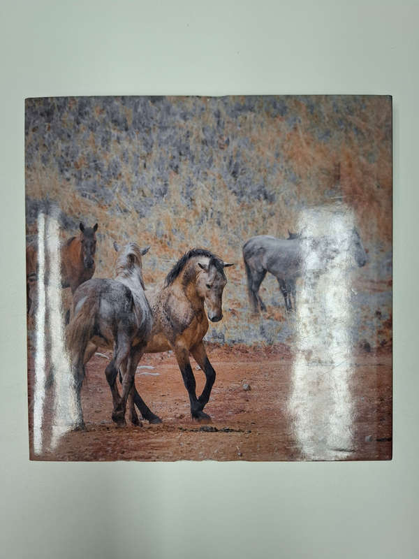 The Wild Horses of the Kaapsehoop Escarpment (Linda Louw)