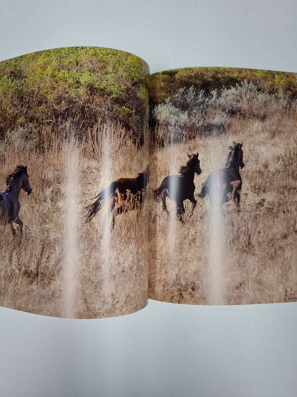 The Wild Horses of the Kaapsehoop Escarpment (Linda Louw)